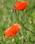 coquelicot37